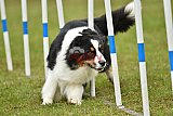 Canis zondag