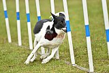 Canis zondag