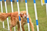 Canis zondag