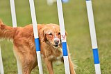 Canis zondag