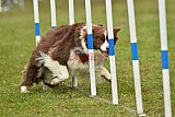 Canis zondag
