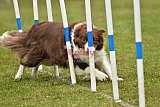 Canis zondag