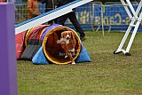 Canis zondag