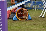 Canis zondag