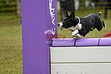 Canis zondag