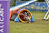 Canis zondag