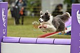 Canis zondag