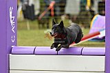 Canis zondag