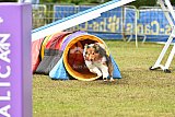 Canis zondag