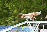 Canis zondag