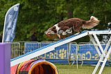 Canis zondag