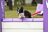 Canis zondag