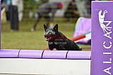 Canis zondag
