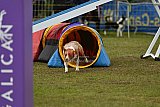 Canis zondag