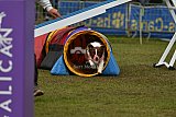 Canis zondag