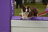 Canis zondag