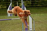 Canis zondag