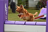 Canis zondag
