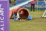 Canis zondag