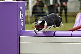 Canis zondag