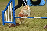 Canis zondag