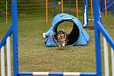 Canis zondag