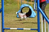 Canis zondag