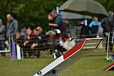 Canis zondag