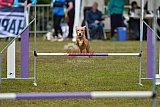 Canis zondag