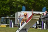 Canis zondag