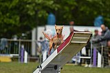 Canis zondag
