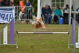 Canis zondag