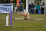 Canis zondag