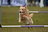 Canis zondag