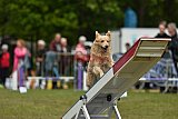 Canis zondag