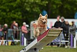 Canis zondag