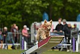 Canis zondag