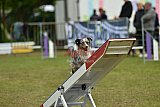 Canis zondag