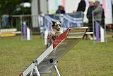 Canis zondag