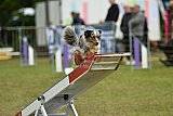 Canis zondag