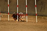 E.O.selectie wedstrijd zaterdag