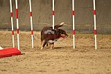 E.O.selectie wedstrijd zaterdag