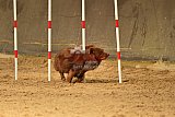 E.O.selectie wedstrijd zaterdag