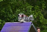 Finale canis