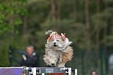 Finale canis