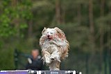 Finale canis