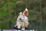 Finale canis