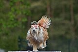 Finale canis