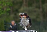 Finale canis