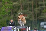 Finale canis